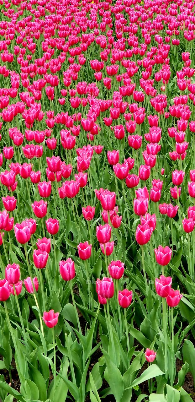 A flower bed with beautiful blooming tulips cheers up