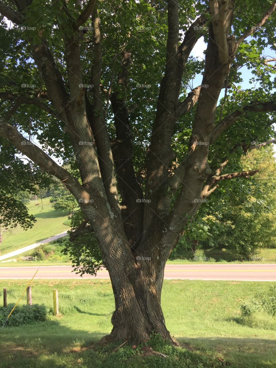 Old Tree 