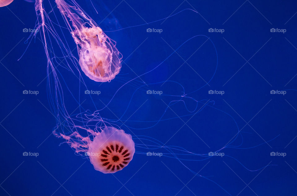 jellyfish swiming in blue sea