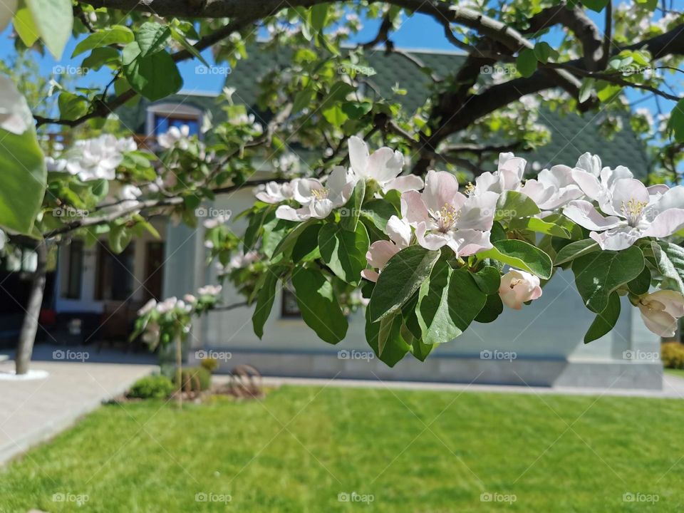 Blossom quince tree