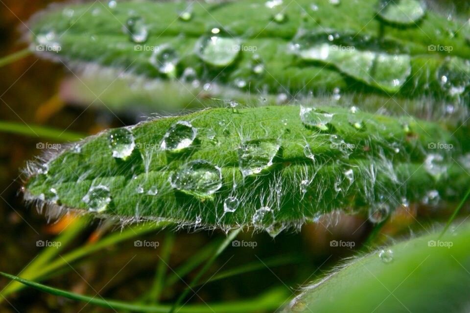 Water drops 