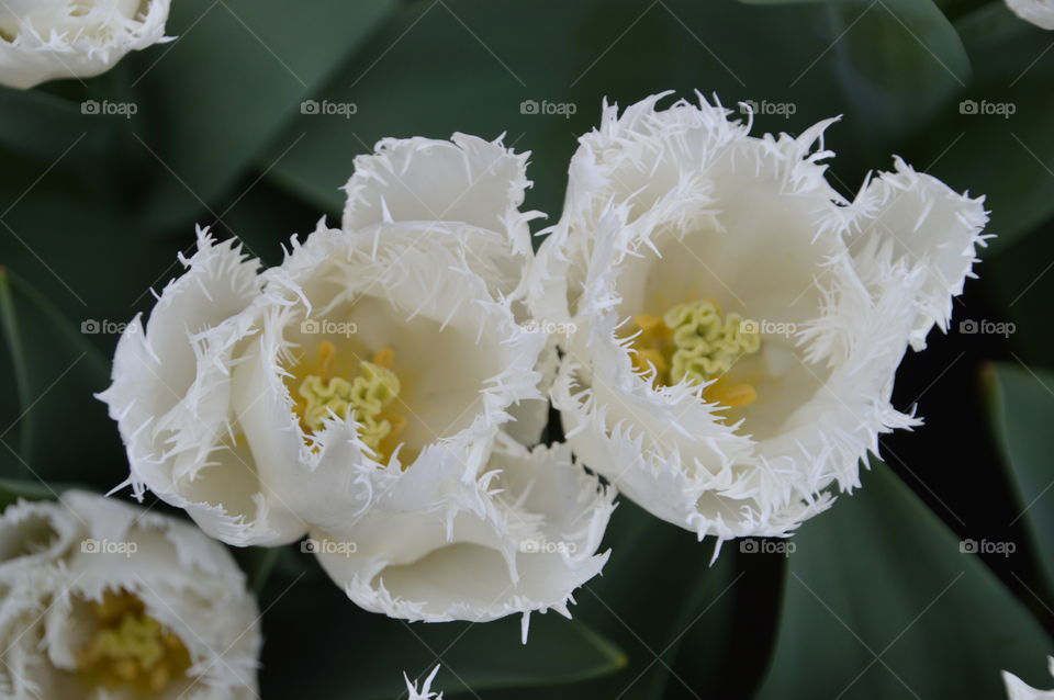 Above View White Tulip
