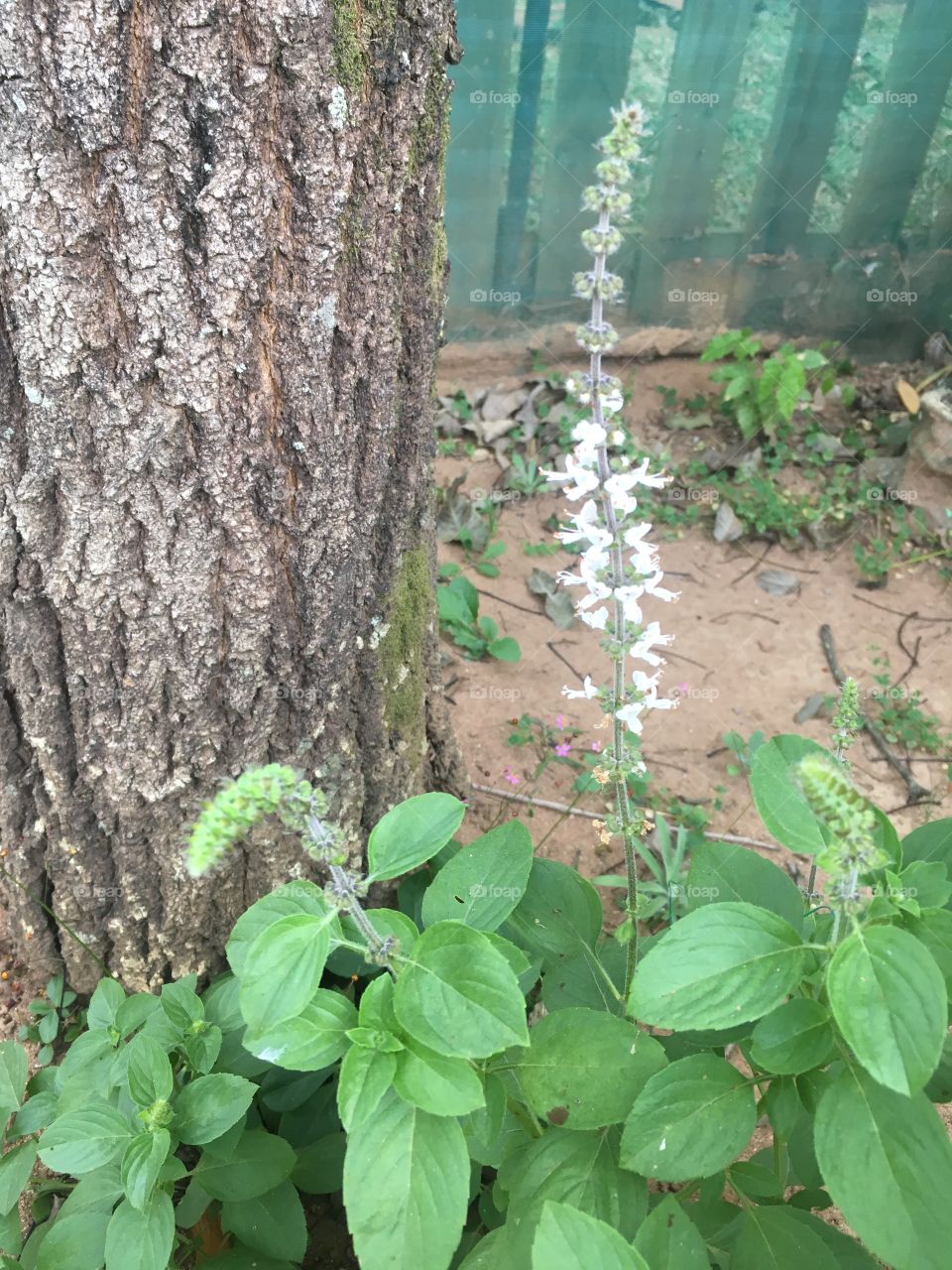 Nossa flor de manjericão. Ô sabor gostoso dessa folhagem. Obrigado, natureza, por tal iguaria. 🌿