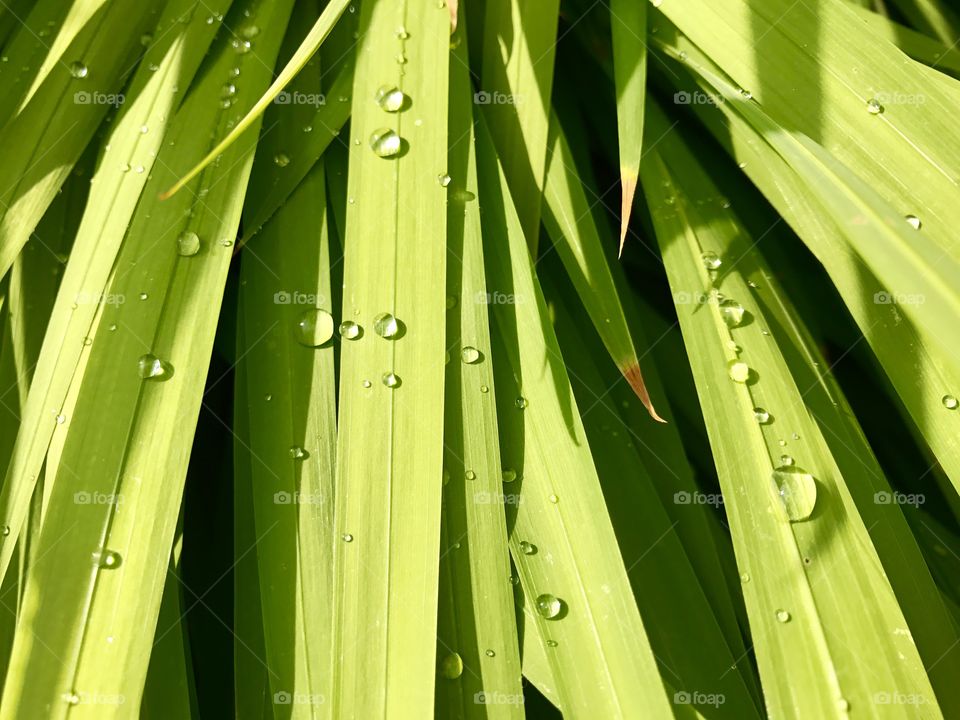 Soothing Dew