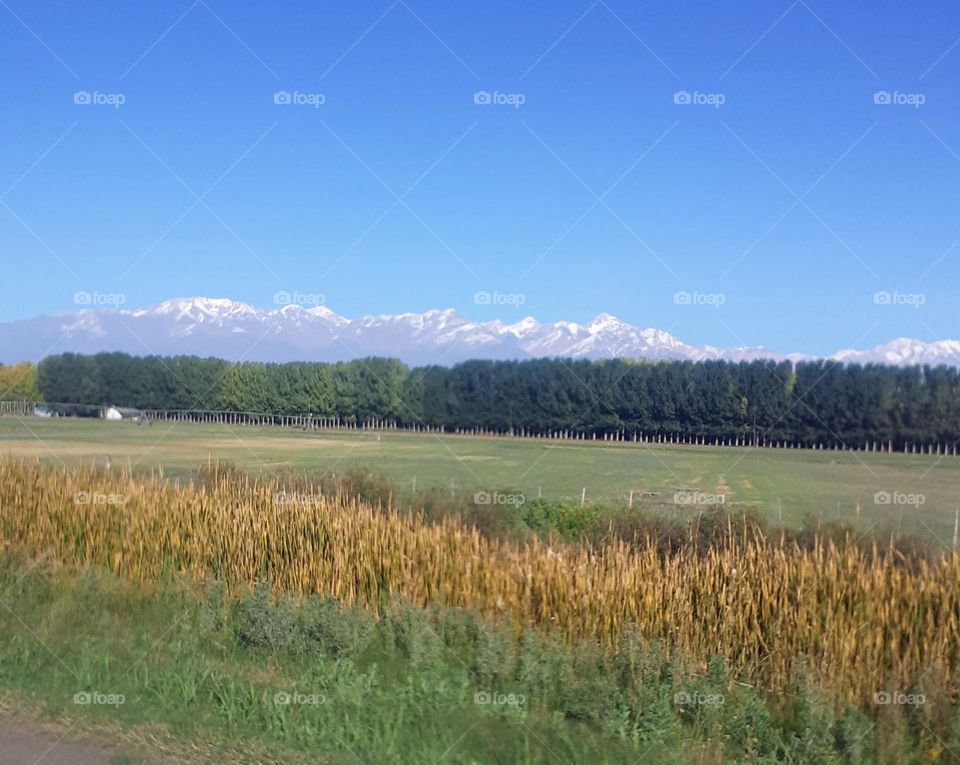 paisaje de campos, árboles y montaña nevada a lo lejos