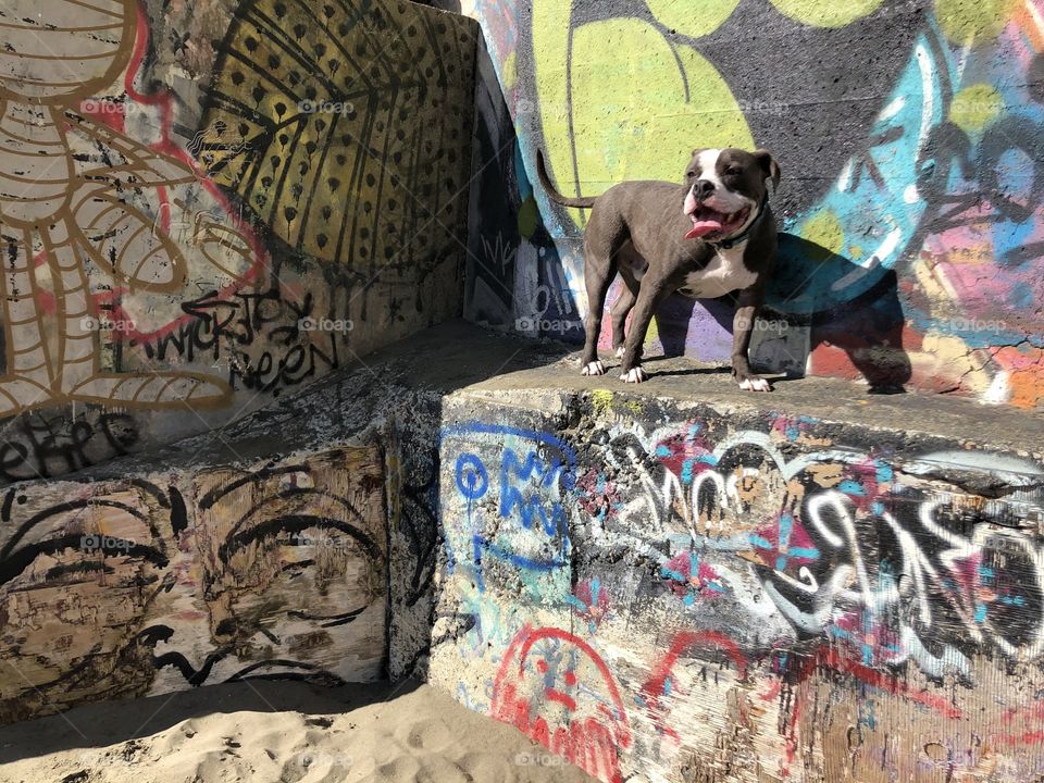 Graffiti wall and dog