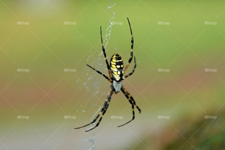 Close-up of a hanging spider in the web