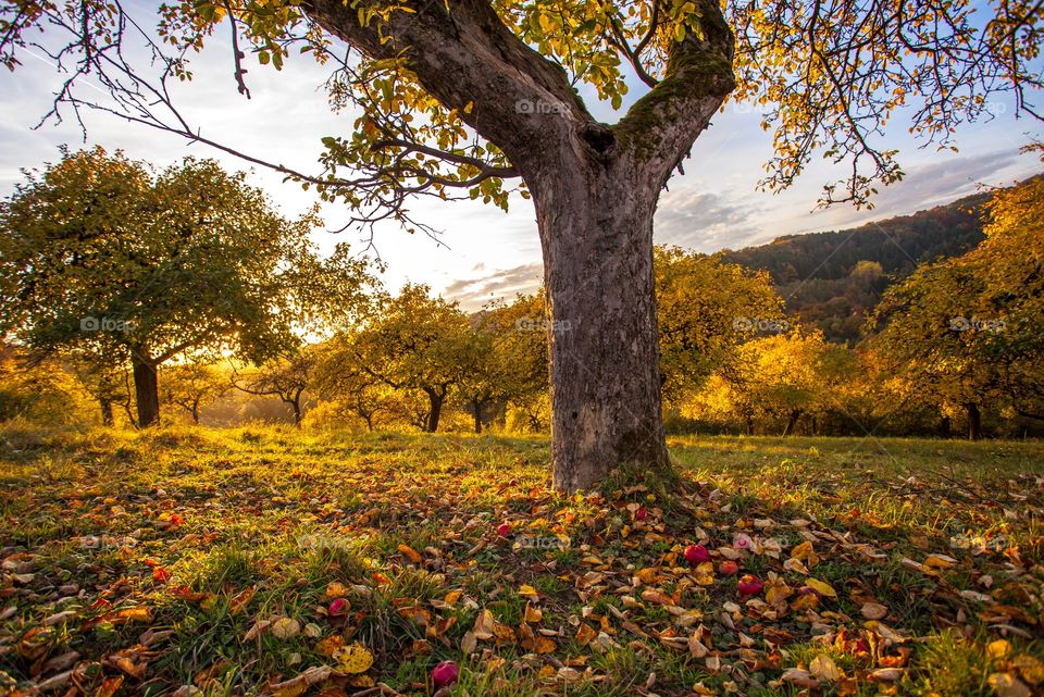 Apple orchard 