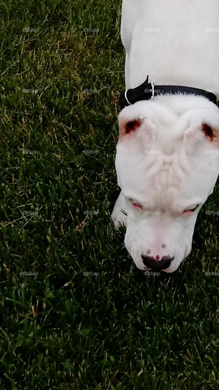 Argentinean Mastiff Pup