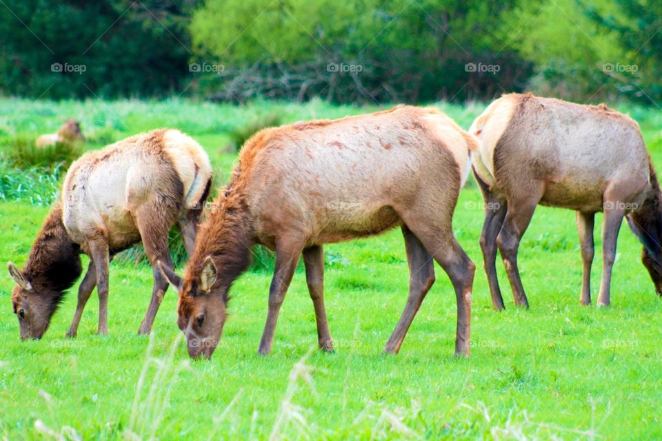 Grazing Elk 