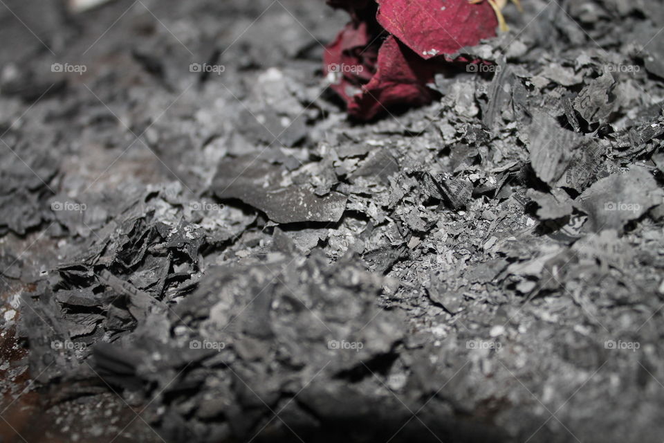 A dried rose sits in a blanket of ash