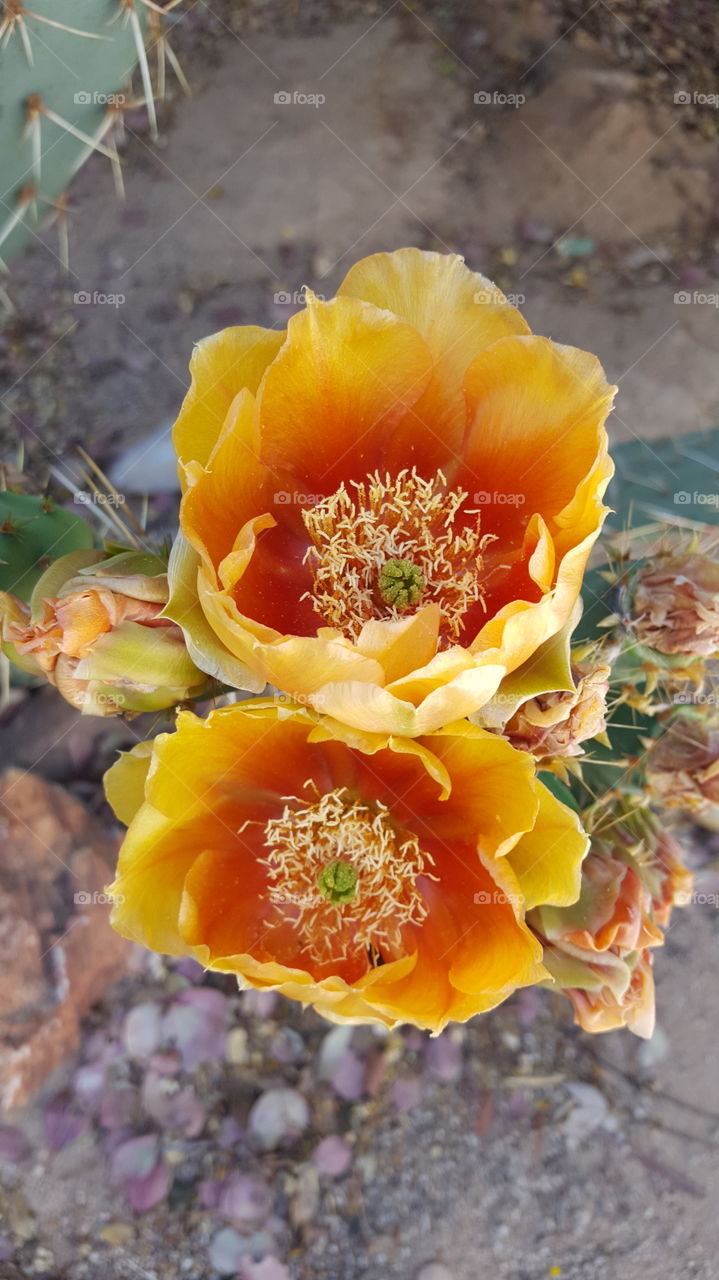 cactus yellow blossoms