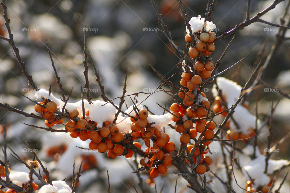 Berries of the sea-buckthorn