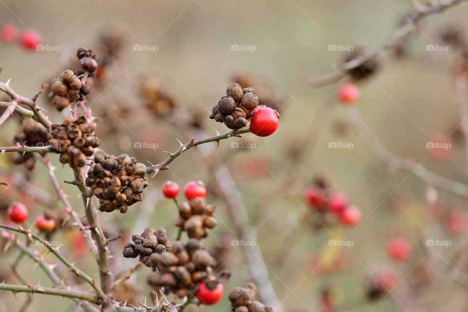 Autumn Red berries