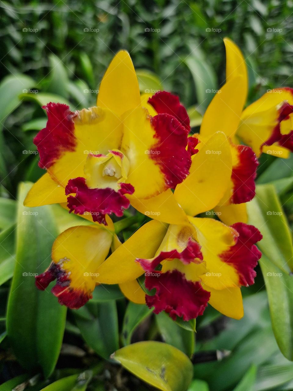 colorful flowers