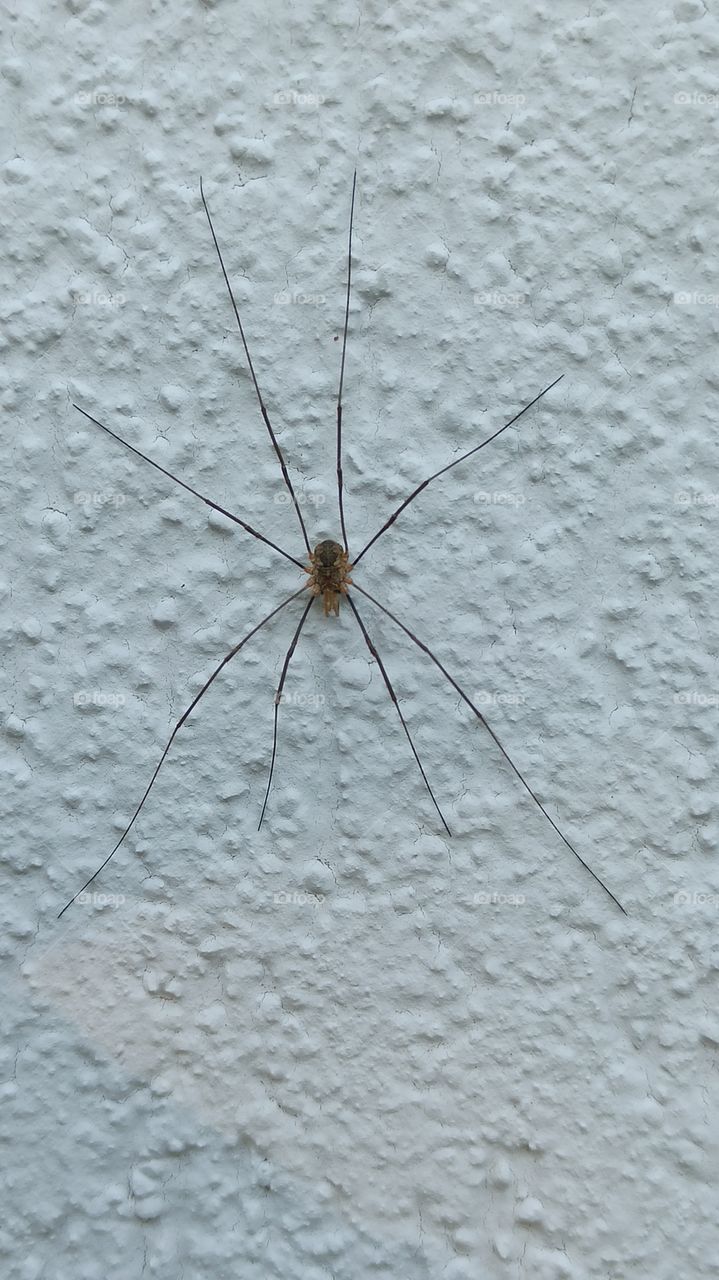 Spinne an der Wand