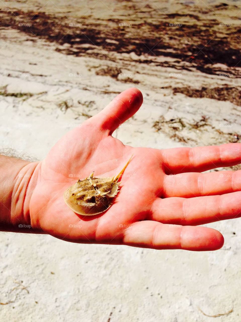 Horseshoe crab find while kayaking 