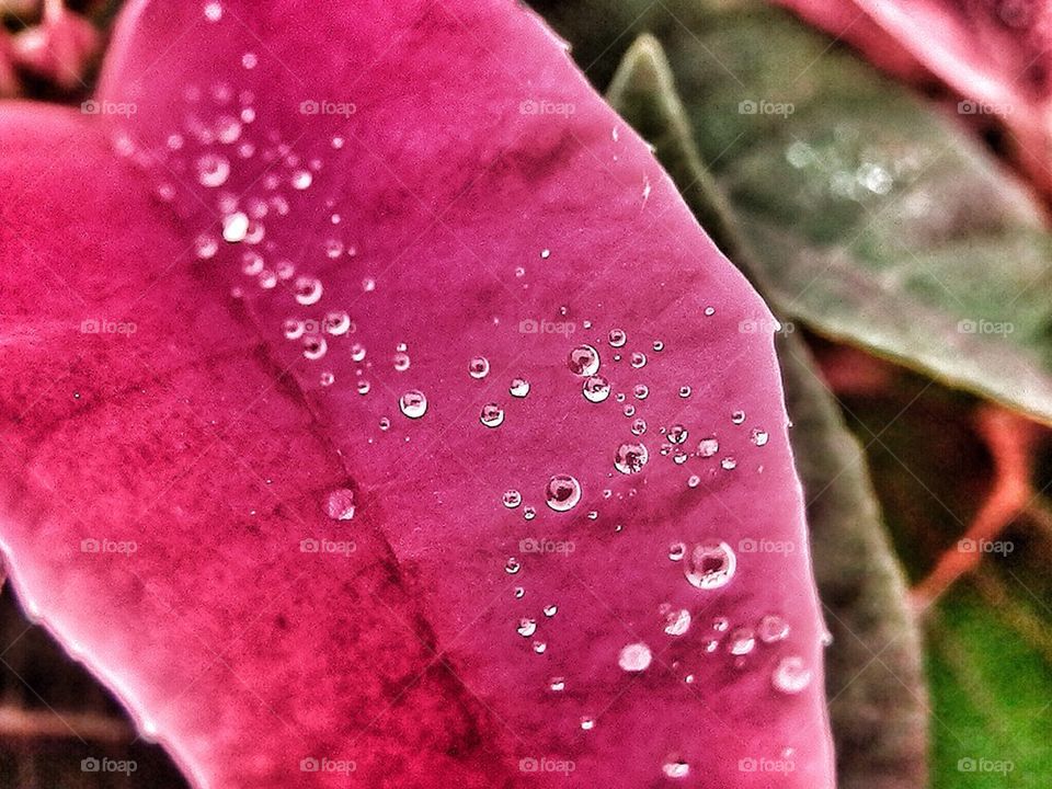Raindrops