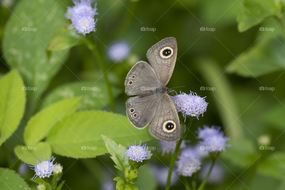 Ring butterfly on lavender babybreath flowers