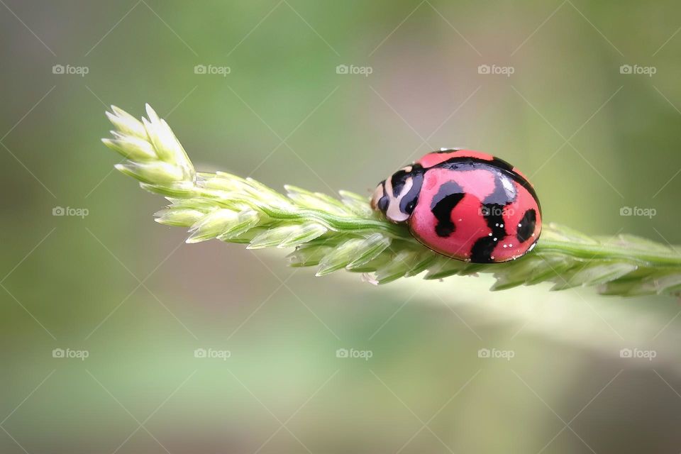 Ladybug 
