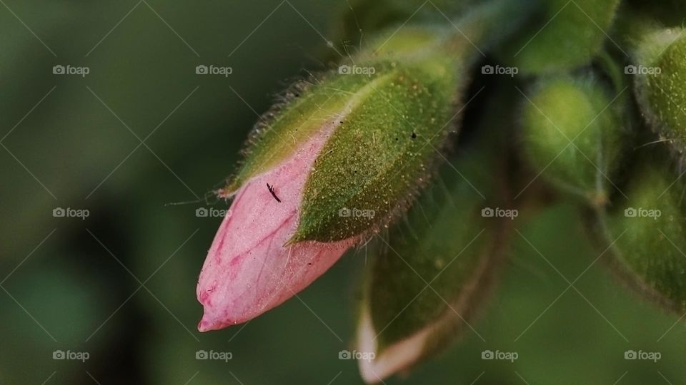 Macro photo of flower growing in the garden