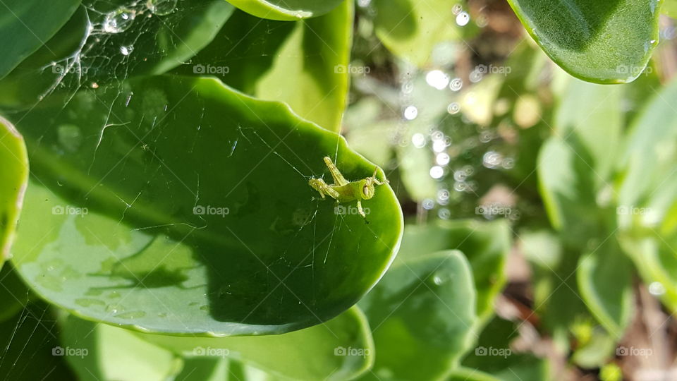Tiny cricket with spiderweb