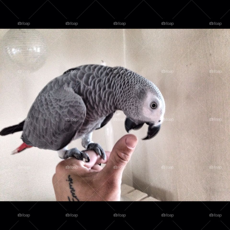 Parrot