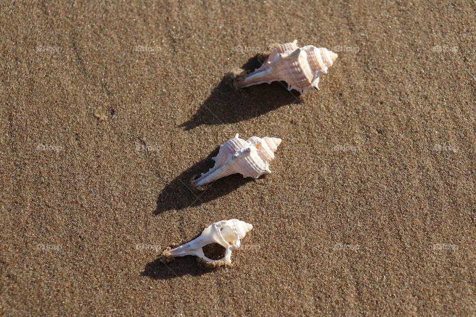 trio of shells