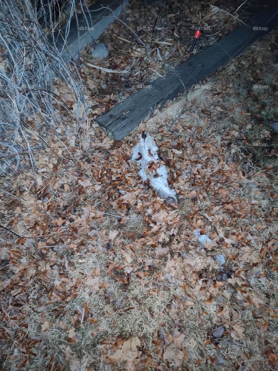 Melted snow. With a face in it.