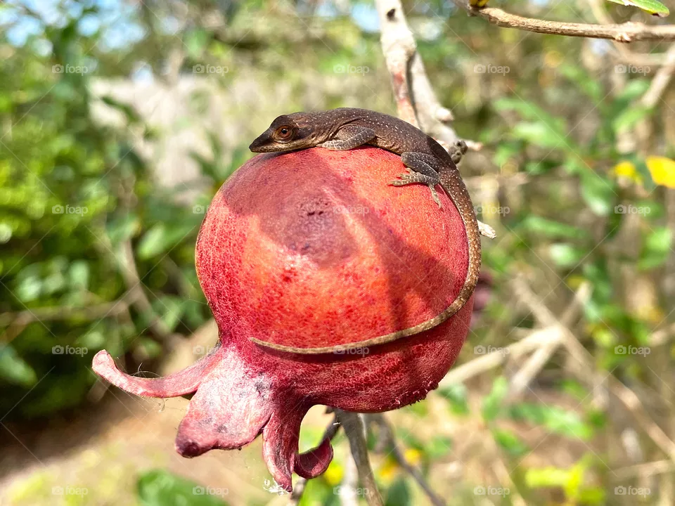 Brown anole lizard curled around ripe pomegranate fruit