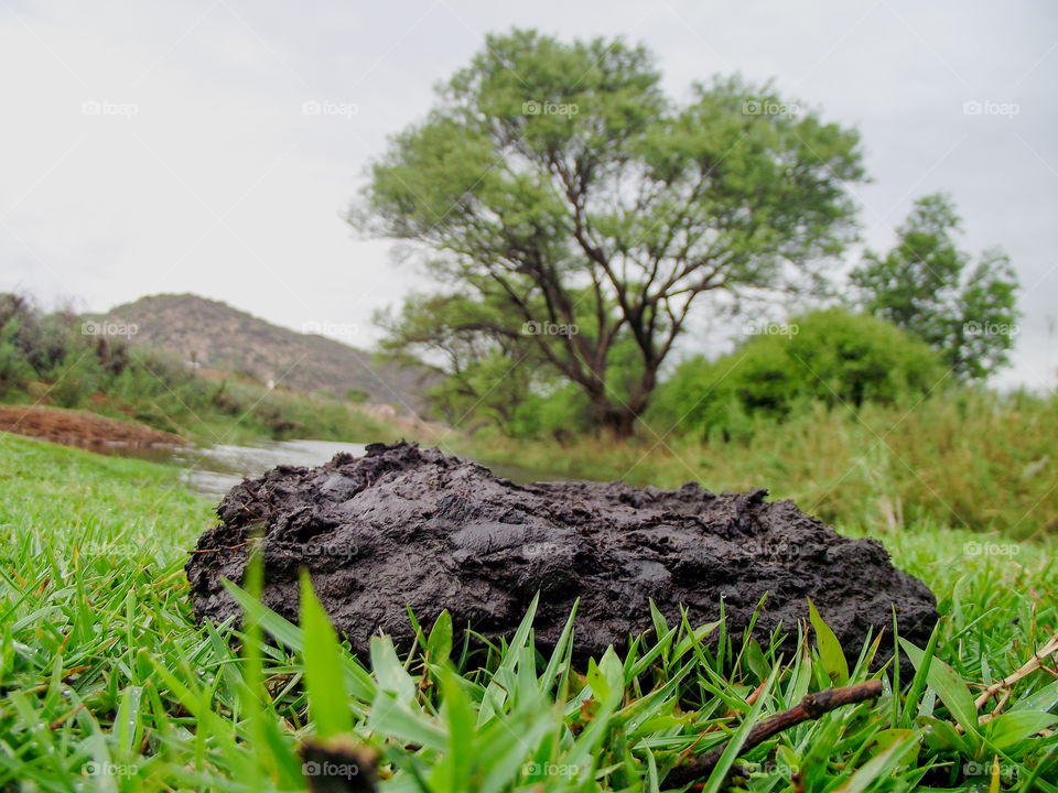 cow dung near the river