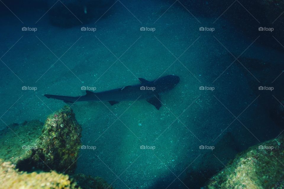 Shark seeing while snorkeling 