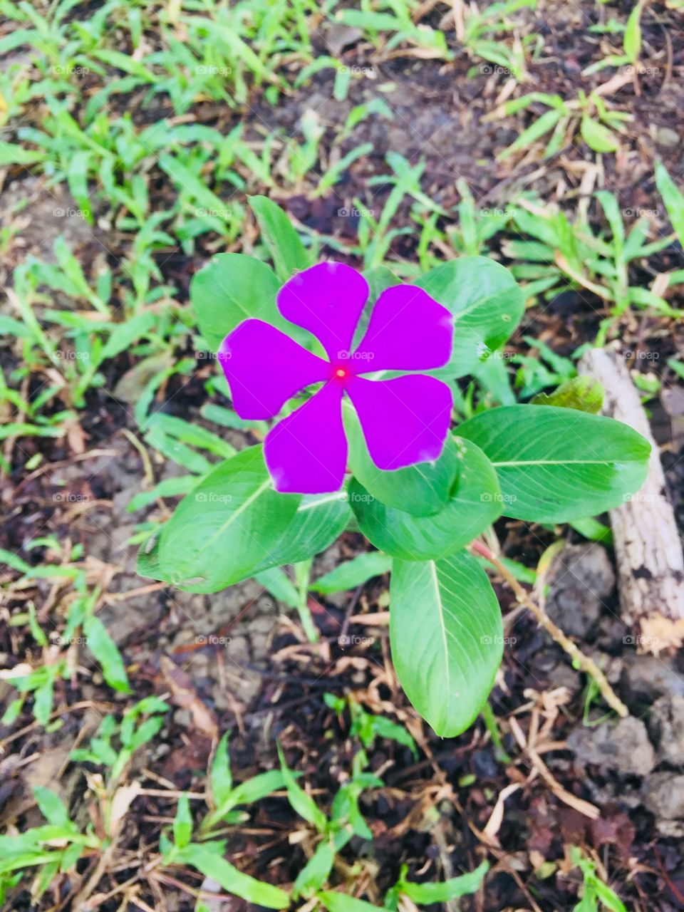 Violet flower 