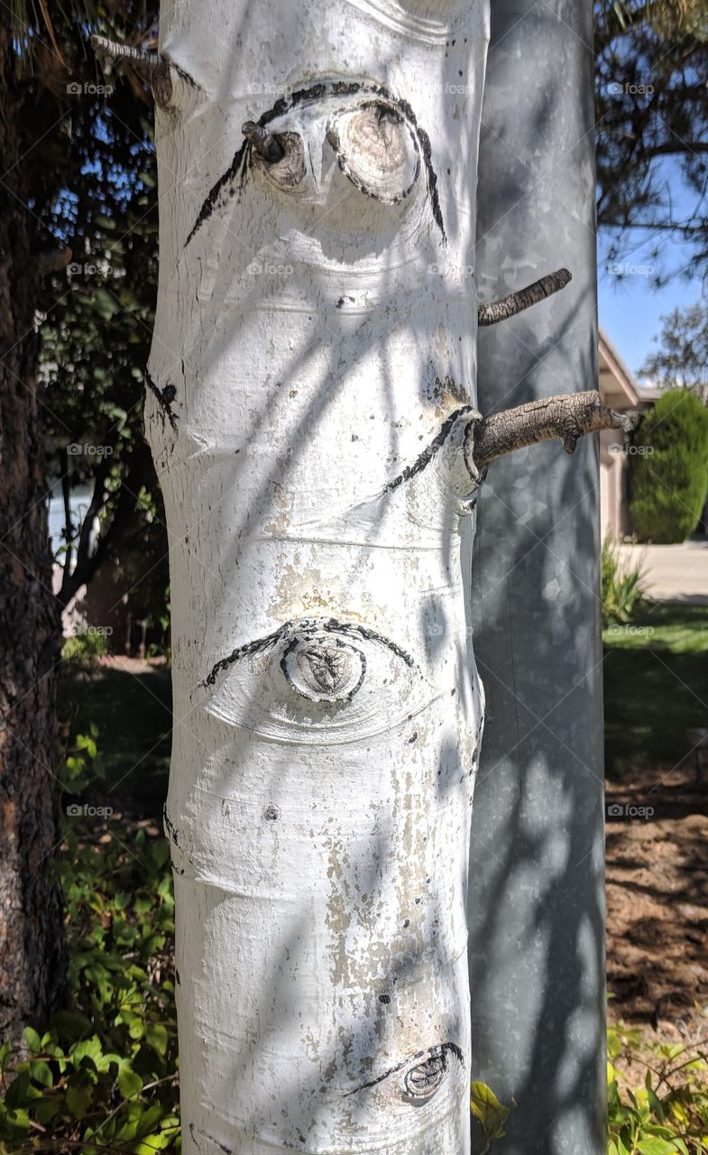 tree looking at you