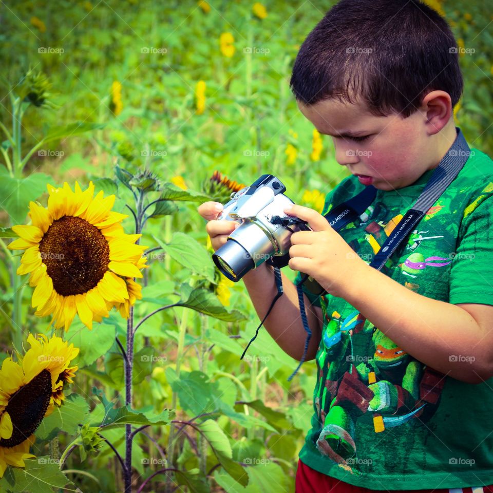Boy taking photograph of sunflower