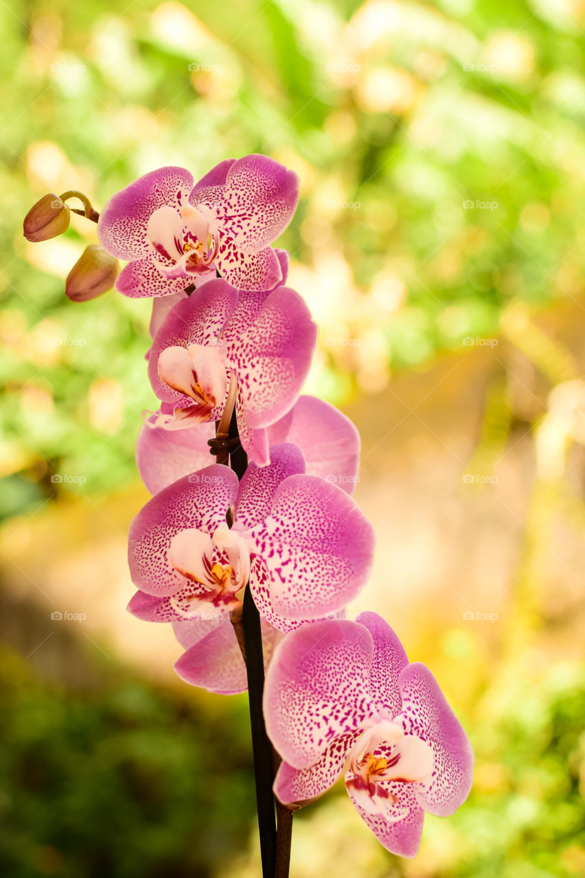 Orquídea!! A beleza está nos pequenos detalhes..