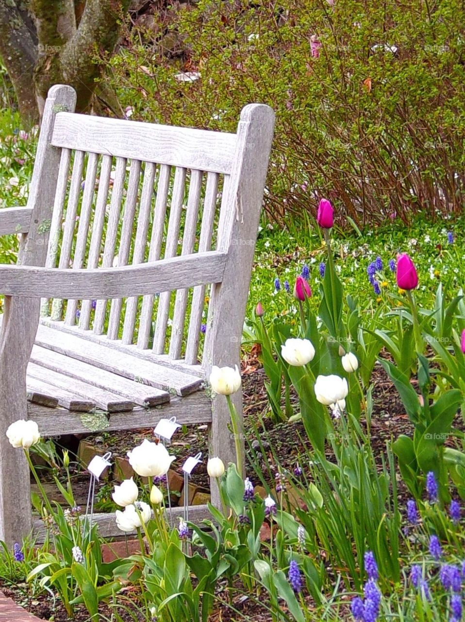 Beautiful colored tulips behind a bench 