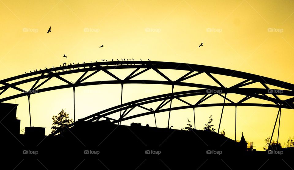 birds on bridge