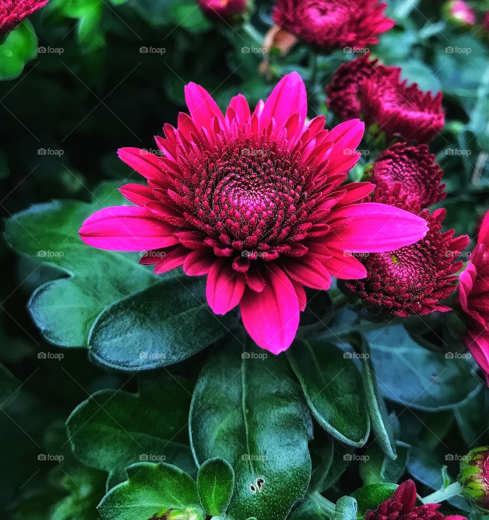 Beautiful pink flower—taken in Munster, Indiana 