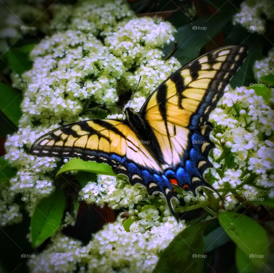 Yellow Swallowtail Butterfly