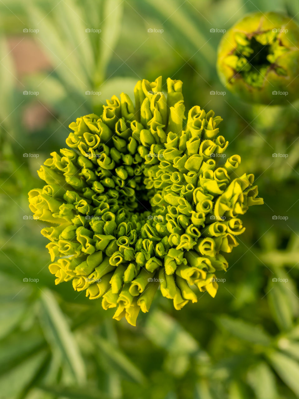Green Marigold Flower