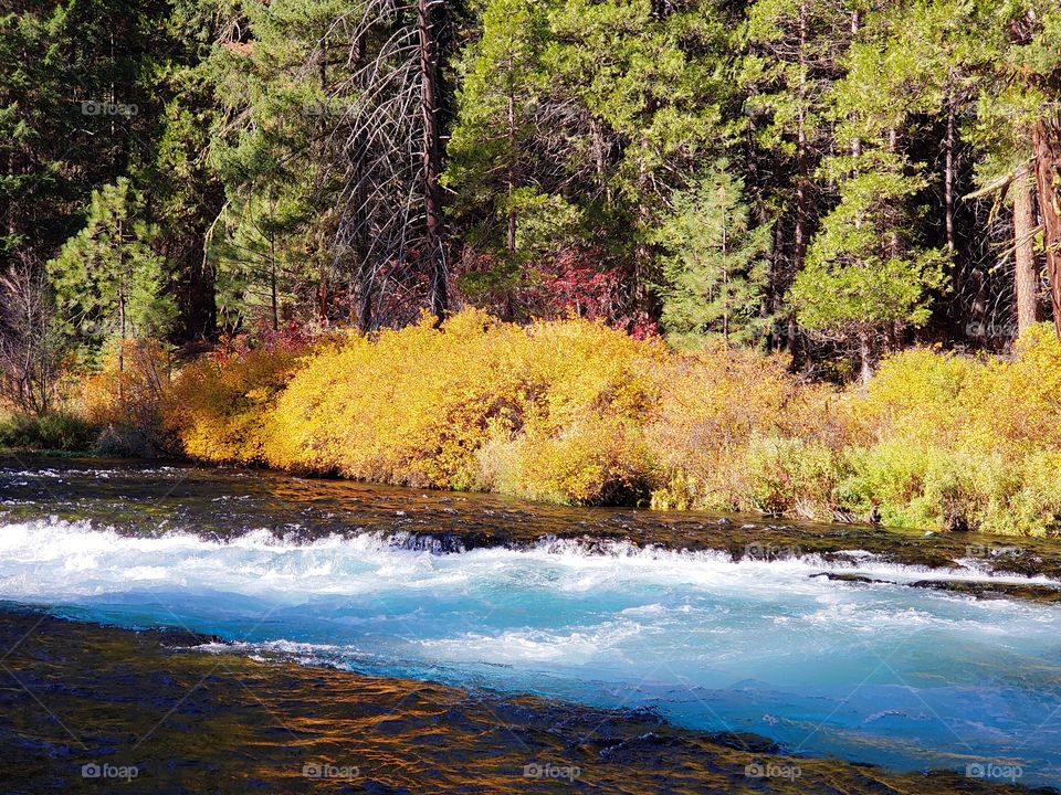 Stunning fall colors on the riverbanks of the turquoise waters of the Metolius River at Wizard Falls in Central Oregon on a sunny autumn morning.