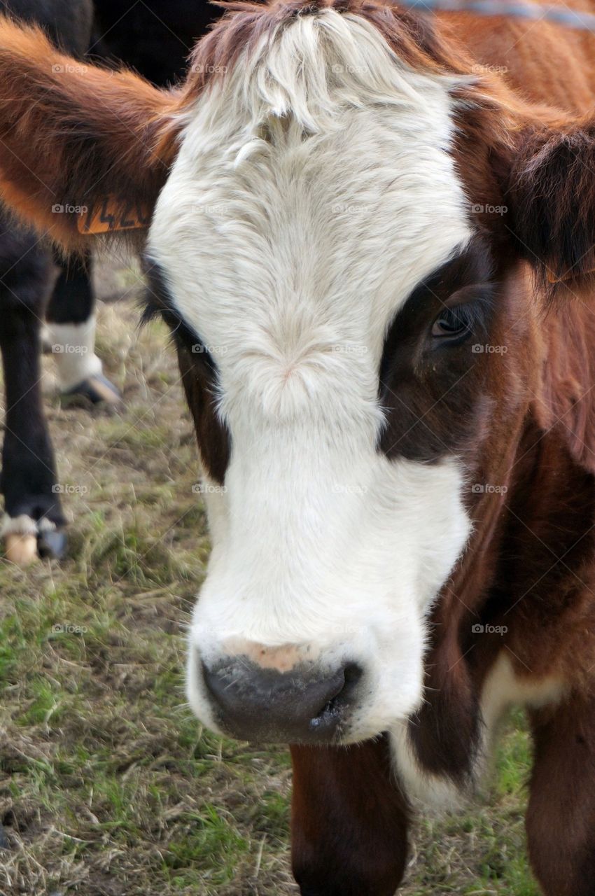 Cow
