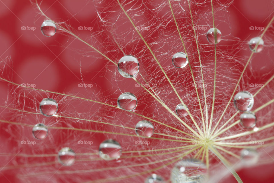 macro shot of dandelion clock with water drops on red background