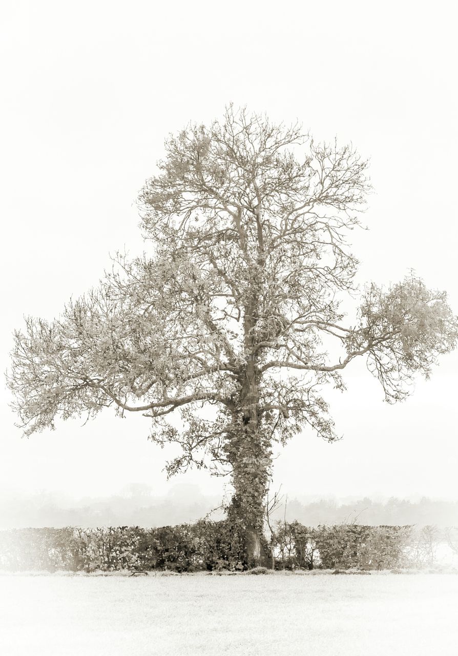 A loan tree