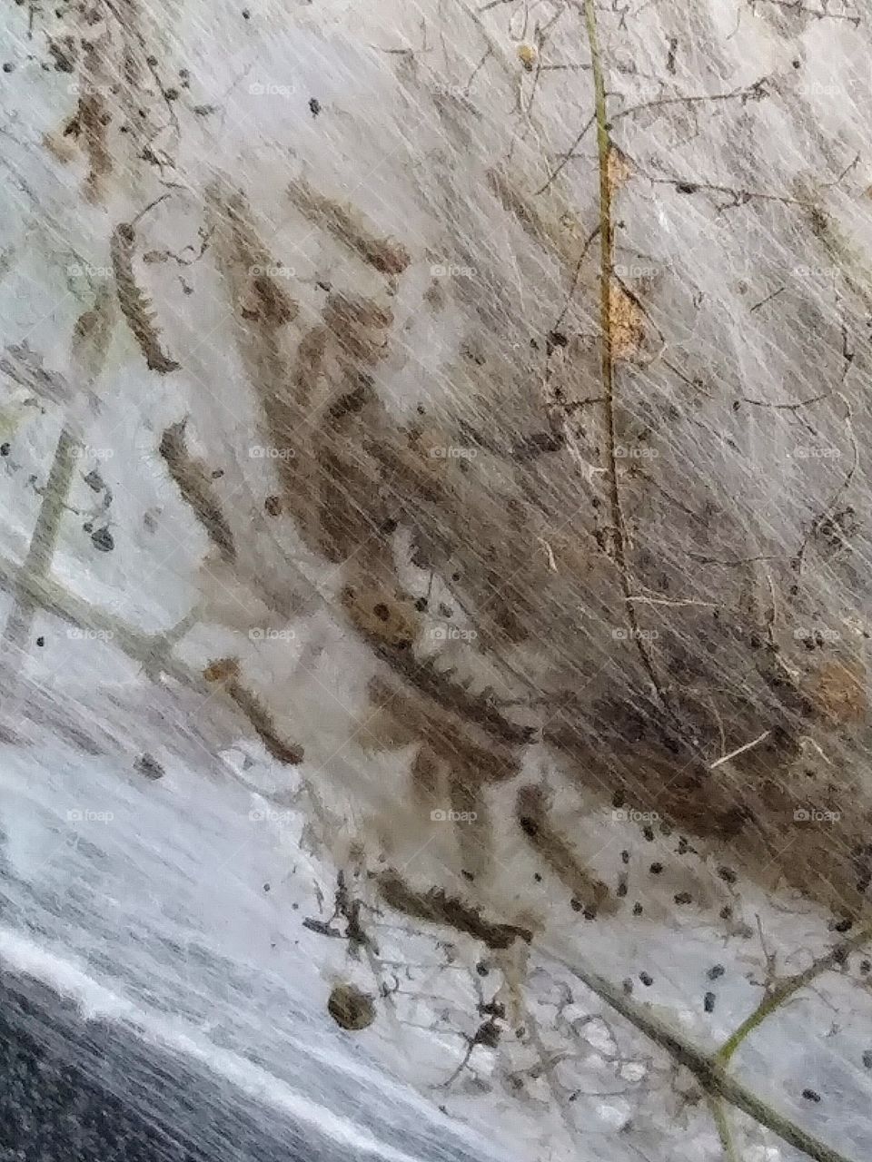 tent catapillars in webbing