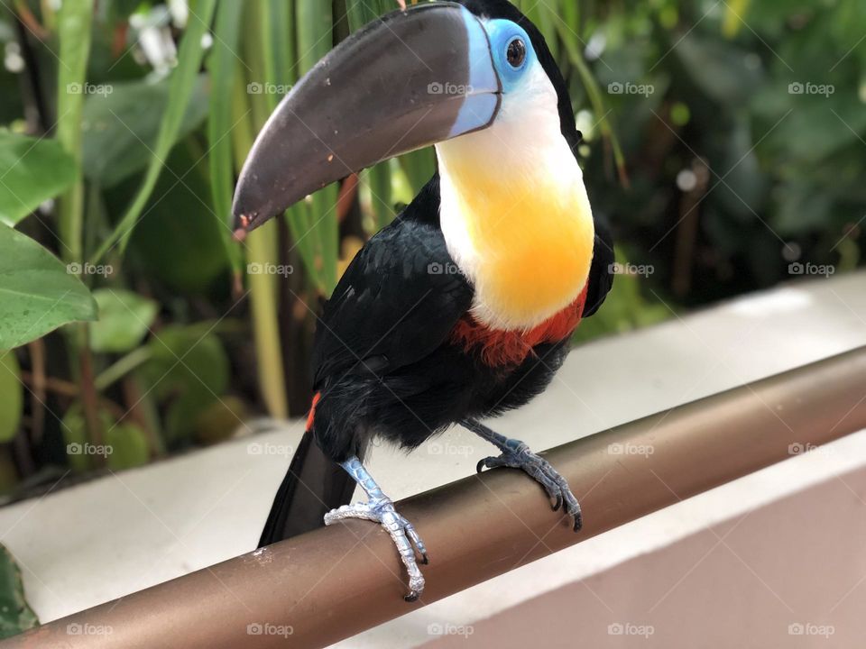 Toucan
