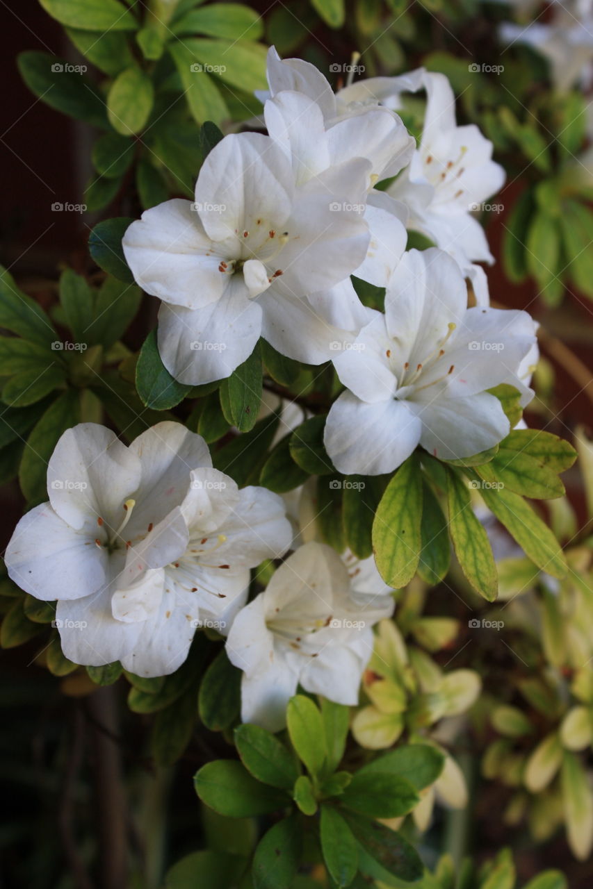Evergreen foliage with white flowers exhibiting red stamen blooming.  Possibly referred to as Azaleas or Rhododendrons