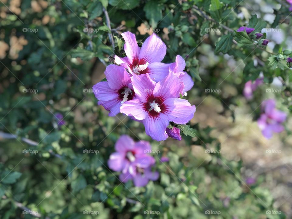 Pink flowers in the garden 