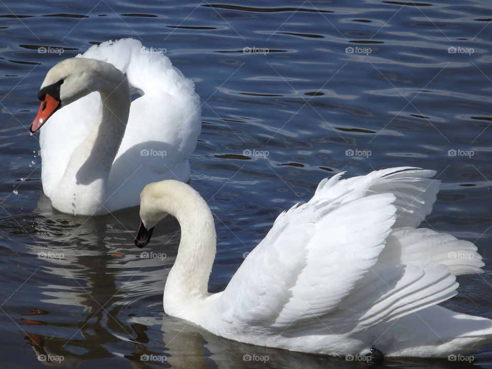 Swans on the lake